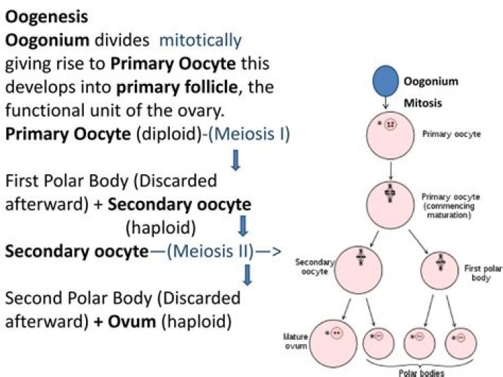 Is an oocyte diploid?