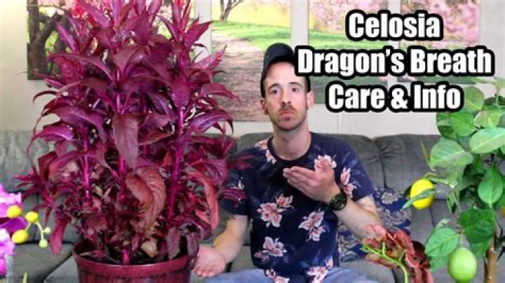Is Dragon’s Breath safe?