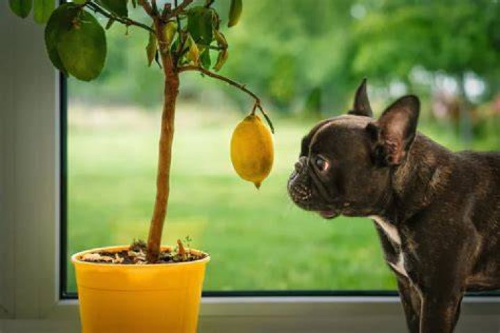 Is Lemon Tree toxic to dogs?