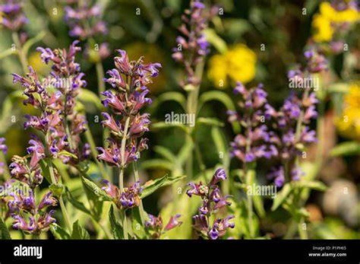 Is Purple Sage edible?