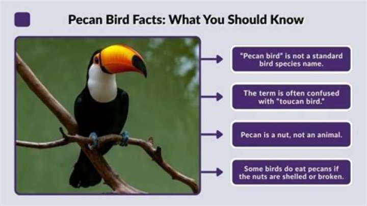 Is there a bird called Pecan?