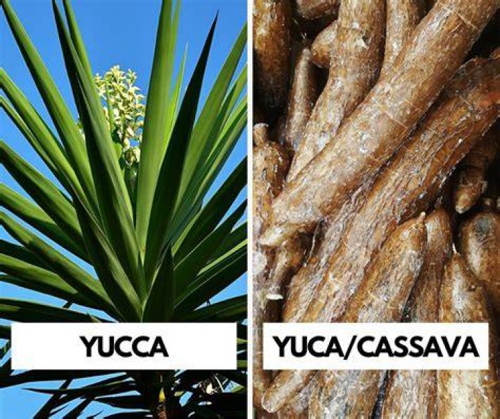 Is yucca and cassava the same?
