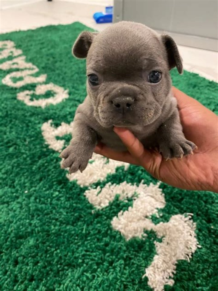 Jayson Tatum Pets