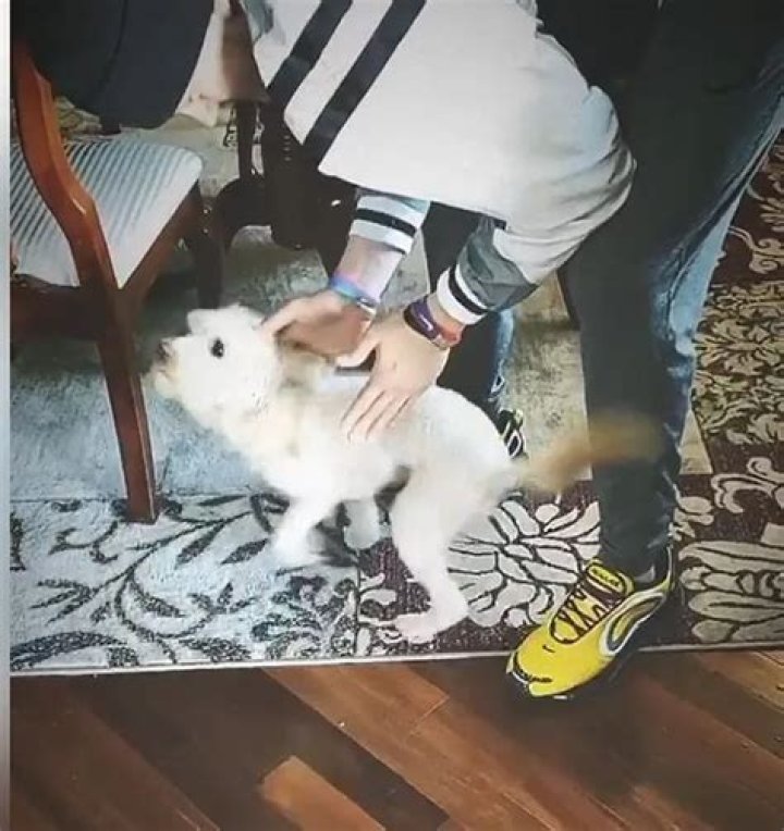 Joe Burrow Pets