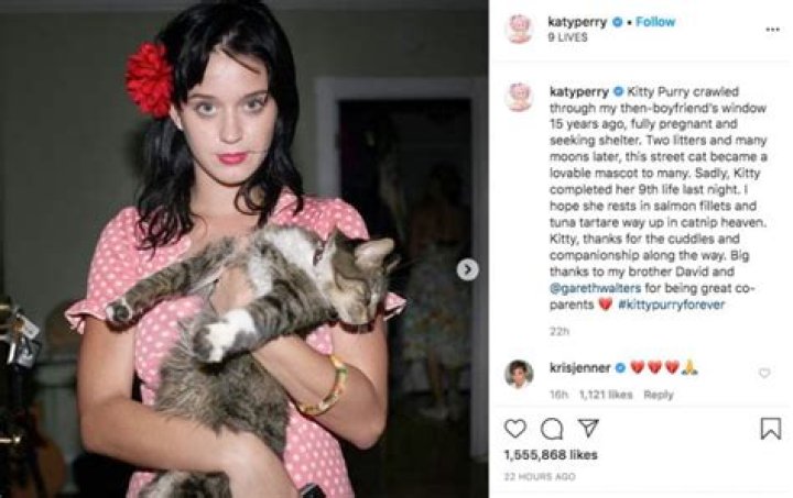 kitty purry katy perry