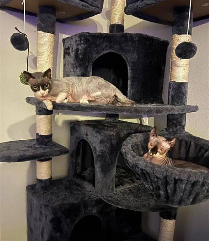 Mattie Westbrouck Pets