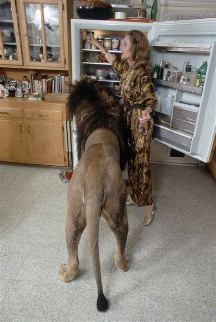 Melanie Griffith Pets