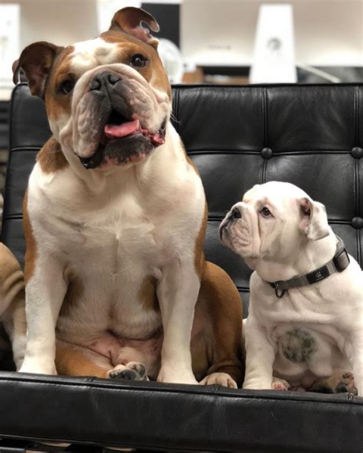 mrbentley_thedog