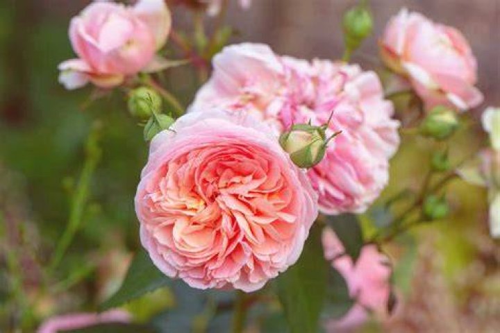 roses