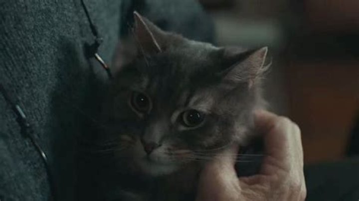 Schmagel - The Cat from "A Man Called Otto" Facebook