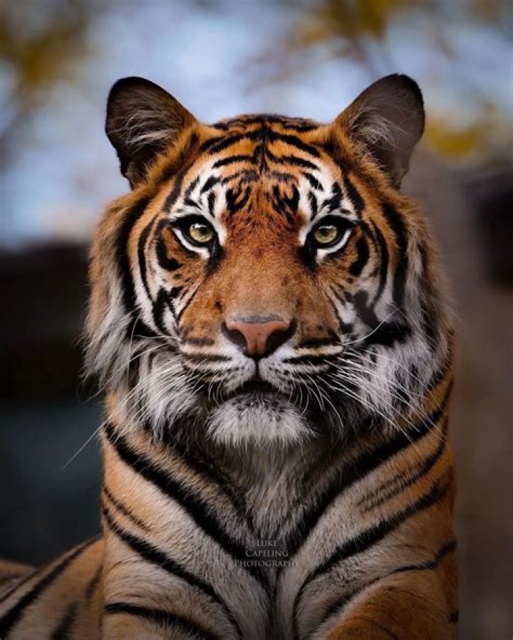Tiger Instagram