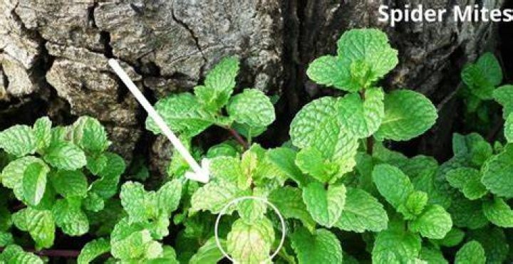 What animal eats mint plants?