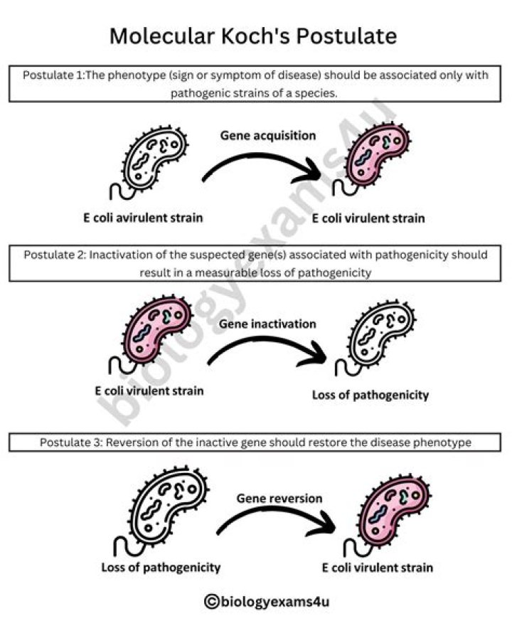 What are the 4 Koch’s postulates?