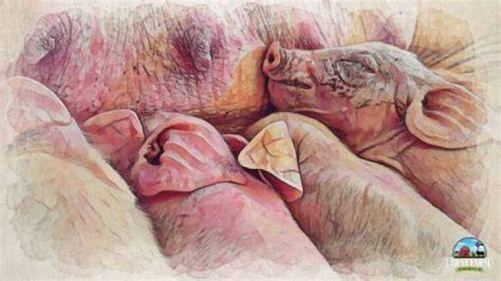 What causes piglets to die?