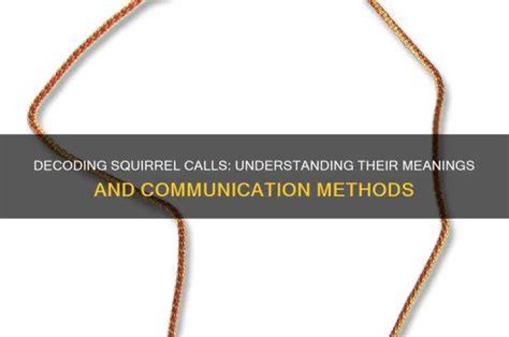 What do squirrel calls mean?