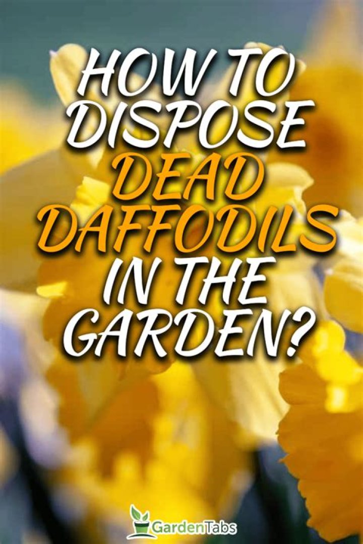 What do you do with dead daffodils?