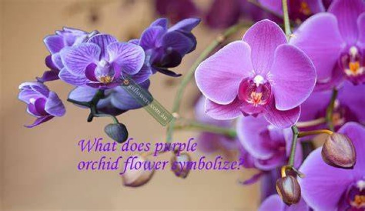What does a purple orchid mean?