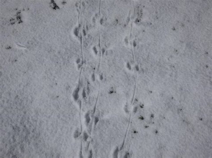 What does a rat footprint look like?