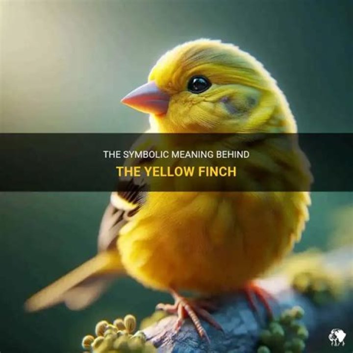 What does a yellow finch symbolize?