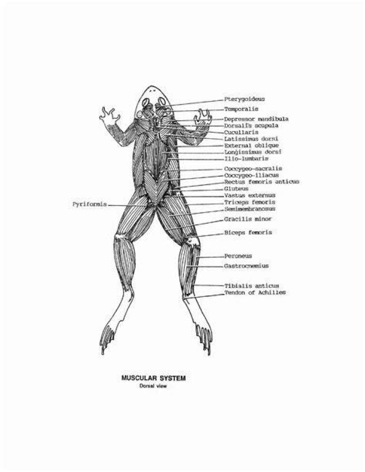 What does the muscular system do for a frog?