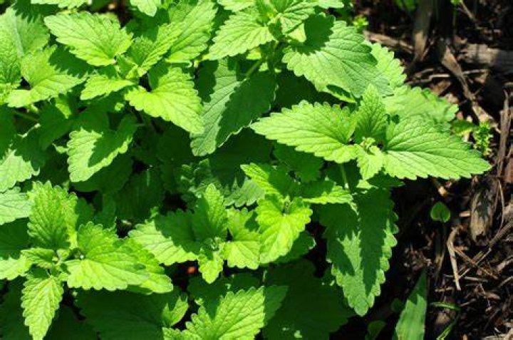 What does wild catnip look like?