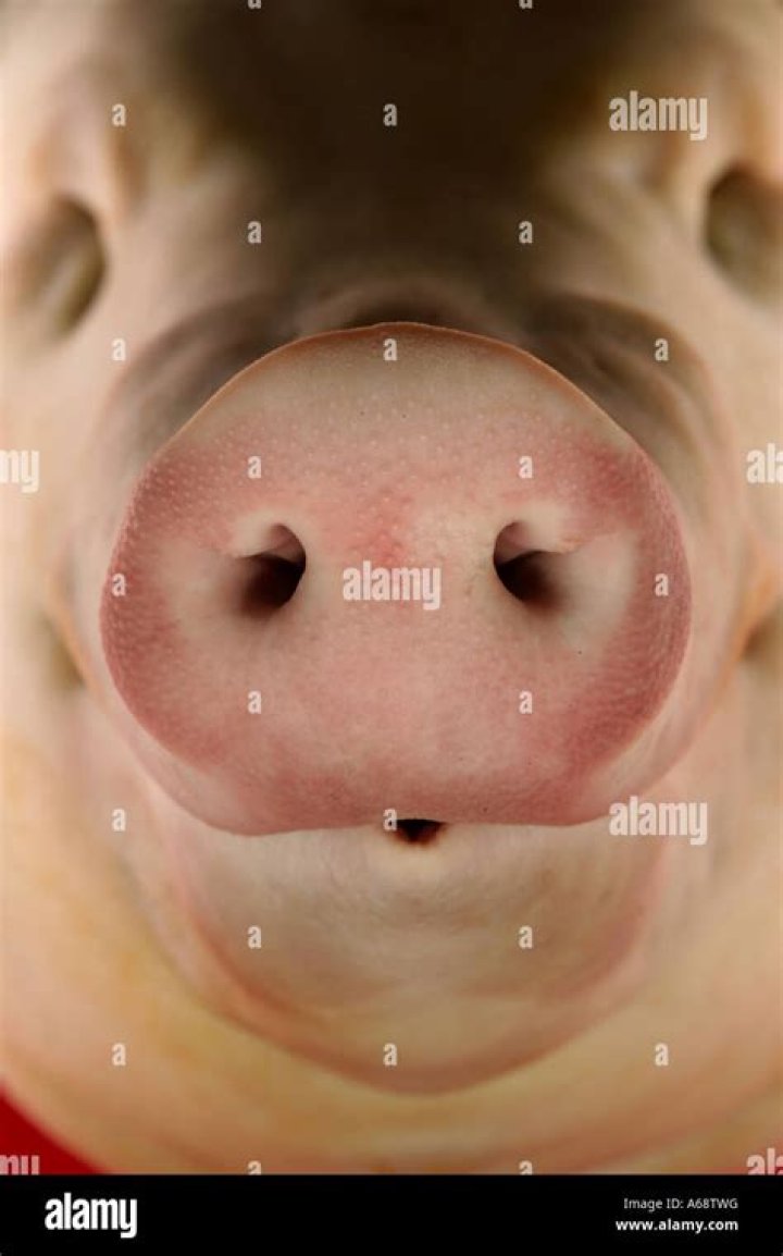 What is a pig’s snout called?