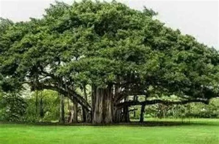 What is an Indian fig tree called?