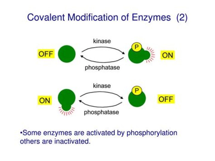 What is covalent modification?