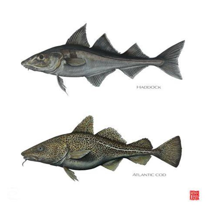 What is difference between cod and scrod?