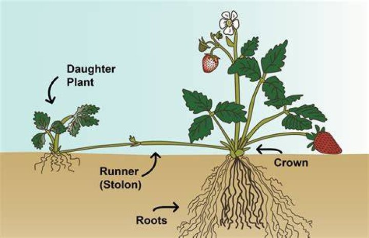 What is runners in plants?