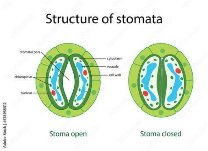 What is stomata diagram?