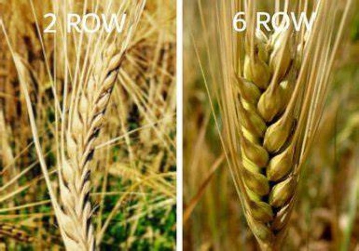 What is the difference between 6 row and 2 row barley?