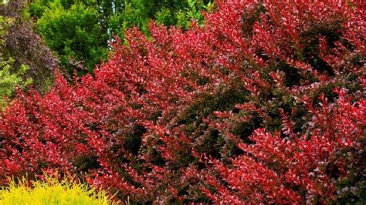 What looks good with barberry?