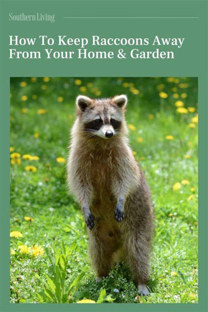 What plants keep raccoons away?