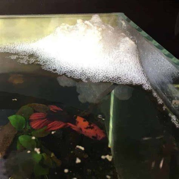 What’s a bubble nest for Betta?