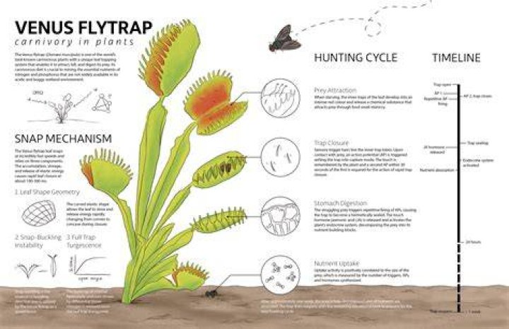 What trophic level is a Venus fly trap?