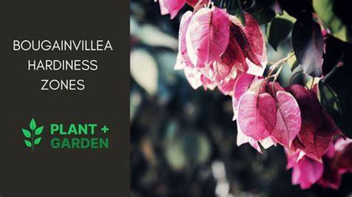 What zone does Bougainvillea grow in?