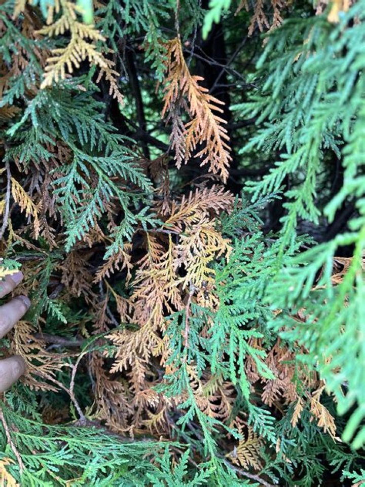 Why are my cedar trees turning yellow?