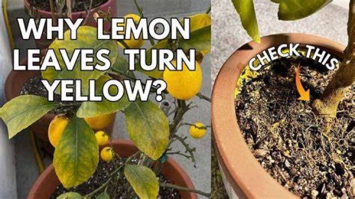 Why are my Meyer lemons not turning yellow?