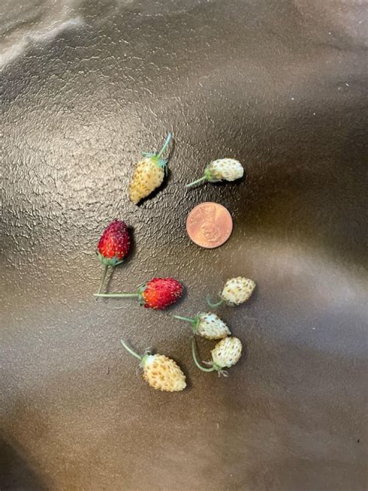 Why are my strawberries tiny?