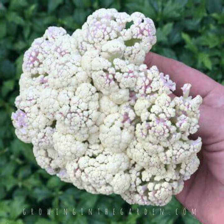 Why has my cauliflower gone pink?