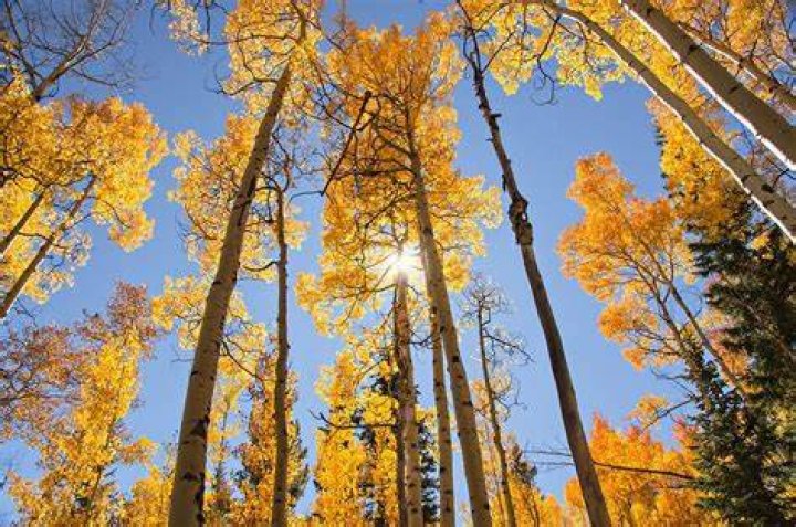 Will aspens grow in Missouri?