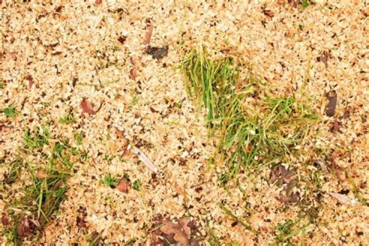 Will grass grow in sawdust?