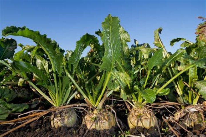 Will Sugar beets grow in Georgia?