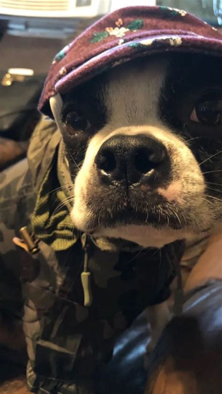 ZillaKami Pets